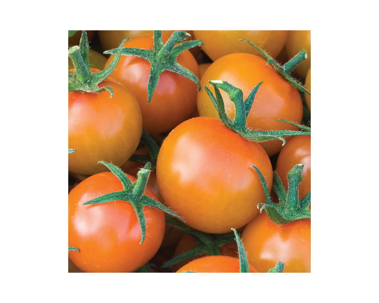 Tomato 'Sungold