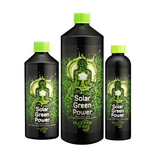 Buddhas Tree Solar Green Power 
