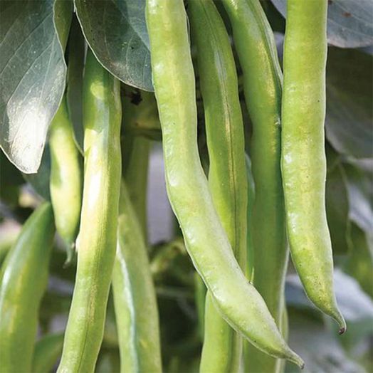 Thompson & Morgan Masterpiece Green Longpod Broad Bean Seeds