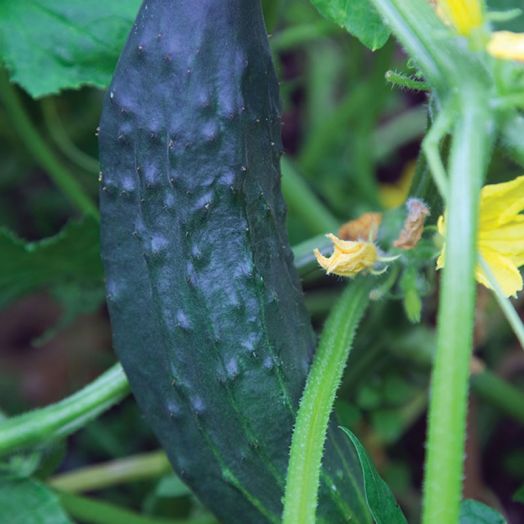 Thompson & Morgan Burpless Tasty Green F1 Hybrid Cucumber Seeds