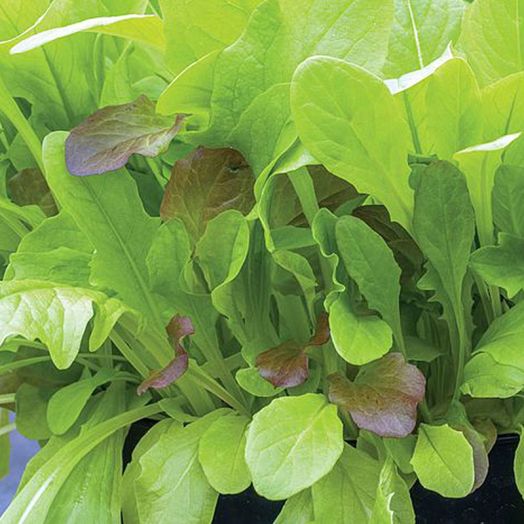 Thompson & Morgan Salad Leaves - Crispy Lettuce Blend Seeds