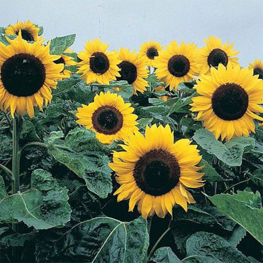 Thompson & Morgan Sunflower Elite Sun F1 Hybrid  Seeds