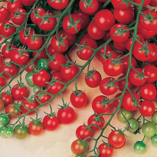 Thompson & Morgan Sweet Success F1 Hybrid Tomato Seeds