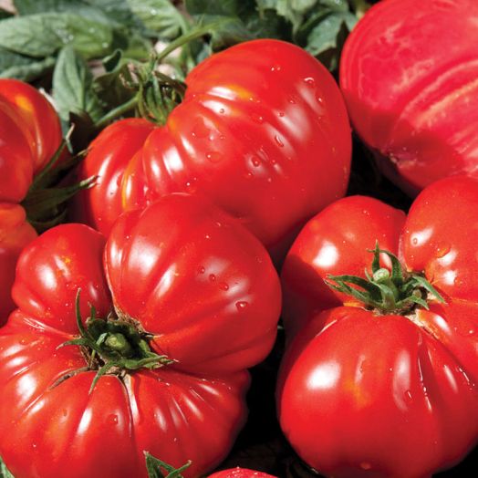Thompson & Morgan Gourmandia F1 Hybrid Tomato Seeds