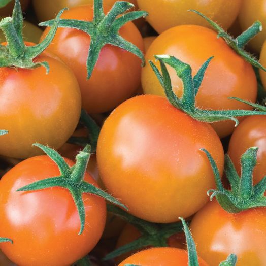 Thompson & Morgan Sungold F1 Hybrid Tomato Seeds